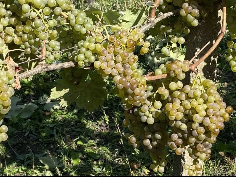 Grapes for sale in Kvishkheti village, Khashuri district — 2₾