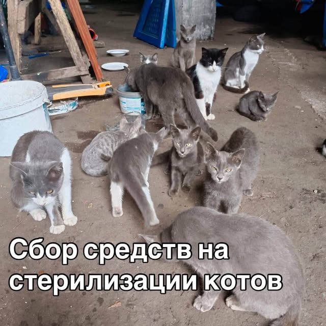 🐱💔 ДРУЗЬЯ, НАМ ОЧЕНЬ НУЖНА ВАША