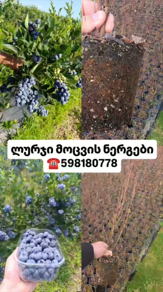 იყიდება ლურჯი მოცვის 2 წლიანი ნერგები