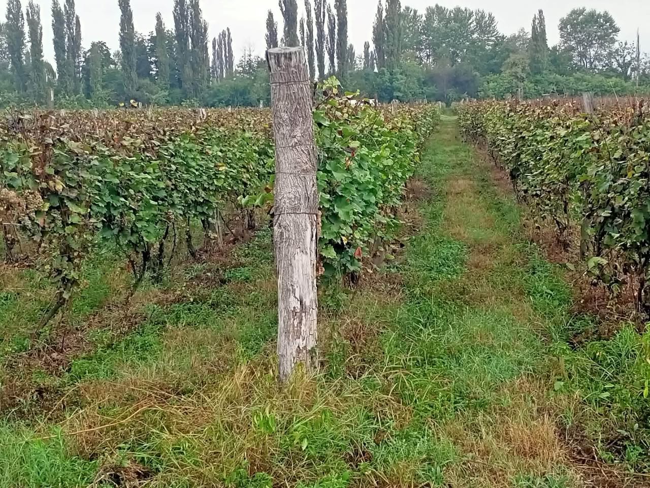 Участок земли, Кварели
