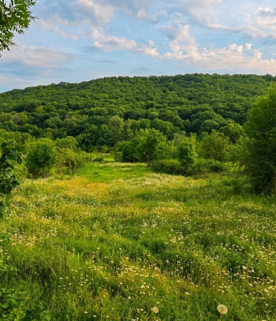 📍 участок земли в Уджарма — 1,000