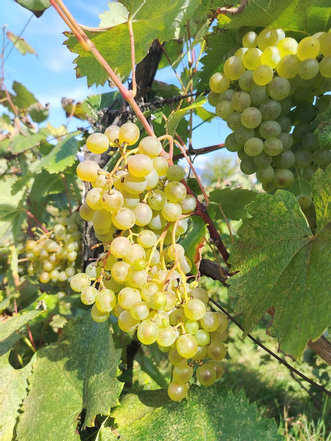 Վաճառվում է ցոլիկաուրի