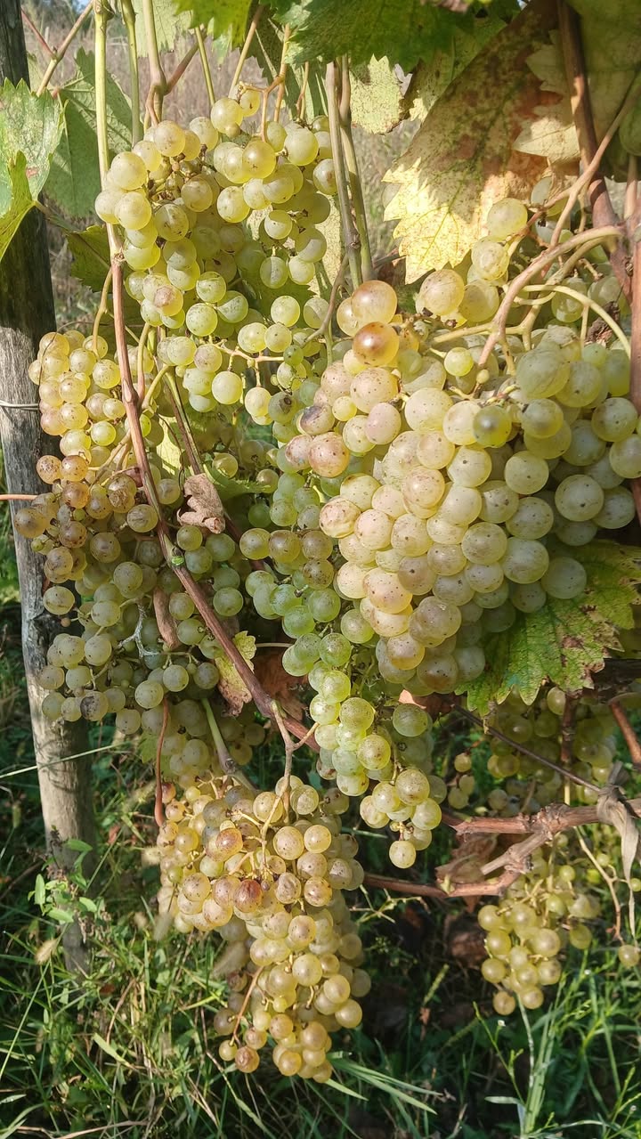 Satılır svirinin çiçəyi colicauer, qiyməti 2.50 — 2.5$