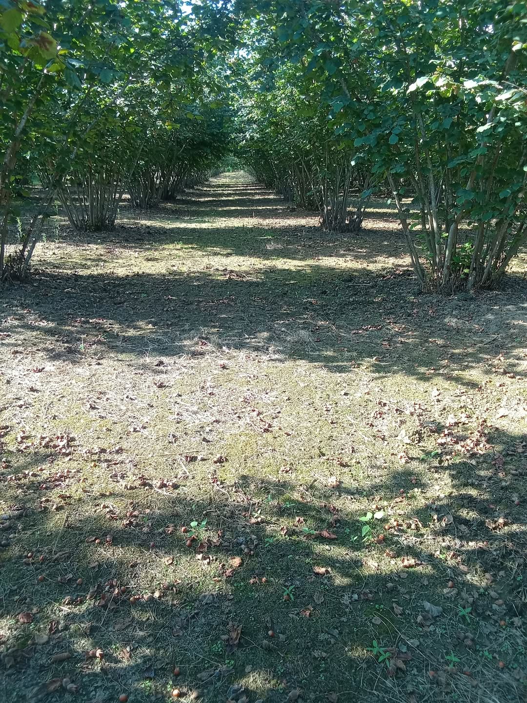 A full-income tea plantation of up to 1 hectare is for sale in Anaklia