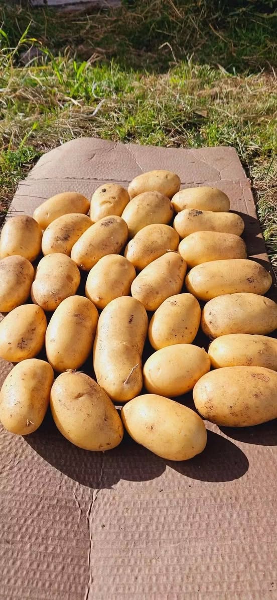 🔥🥔📞 ნიკა ჩამომაქვს ახალქალაქის კარტოფილი არის — 1.5₾