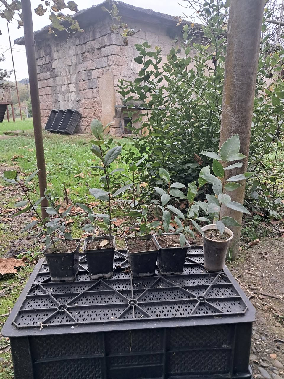 Laurel seedlings for sale in containers. Khobi. May 1st. T