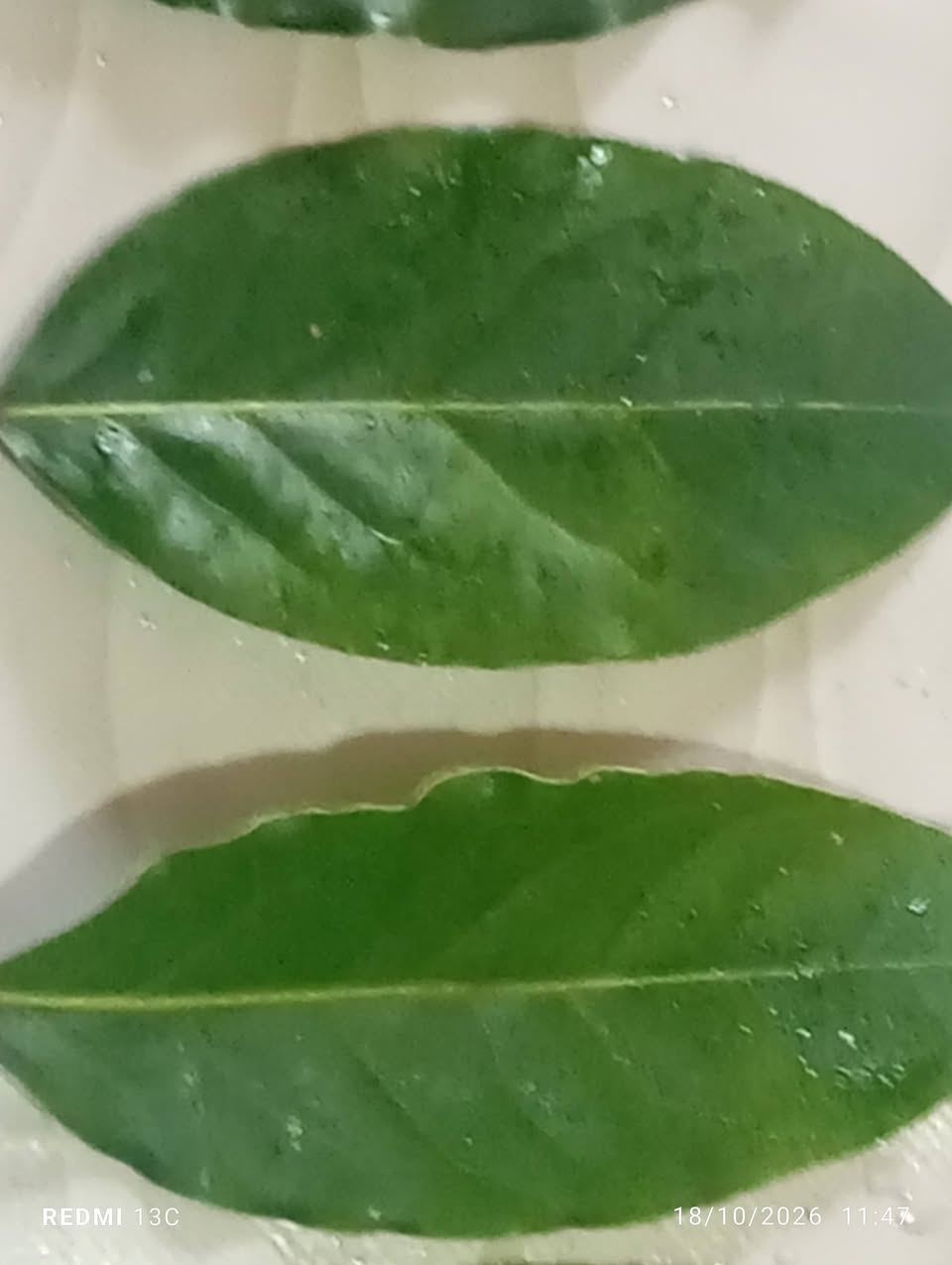 Standard laurel saplings are sold in containers. Price — 2₾