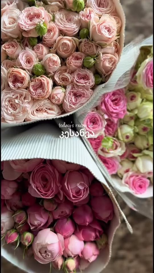 💐 #კესანეა #ყვავილები #თაიგული #ფერადითაიგულები #ყვავილებისიღნაღში