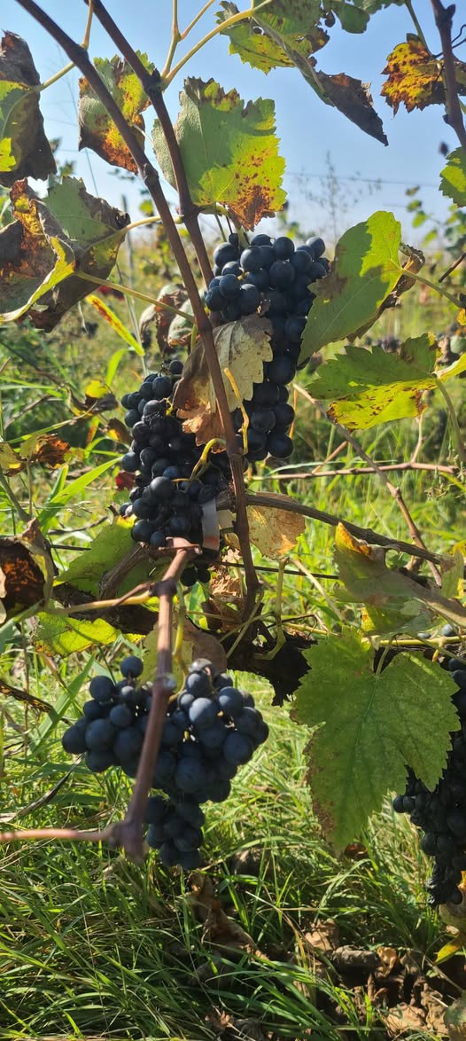 Mənə saflı 24 gradus Saperavi var, qiyməti 1.5₾