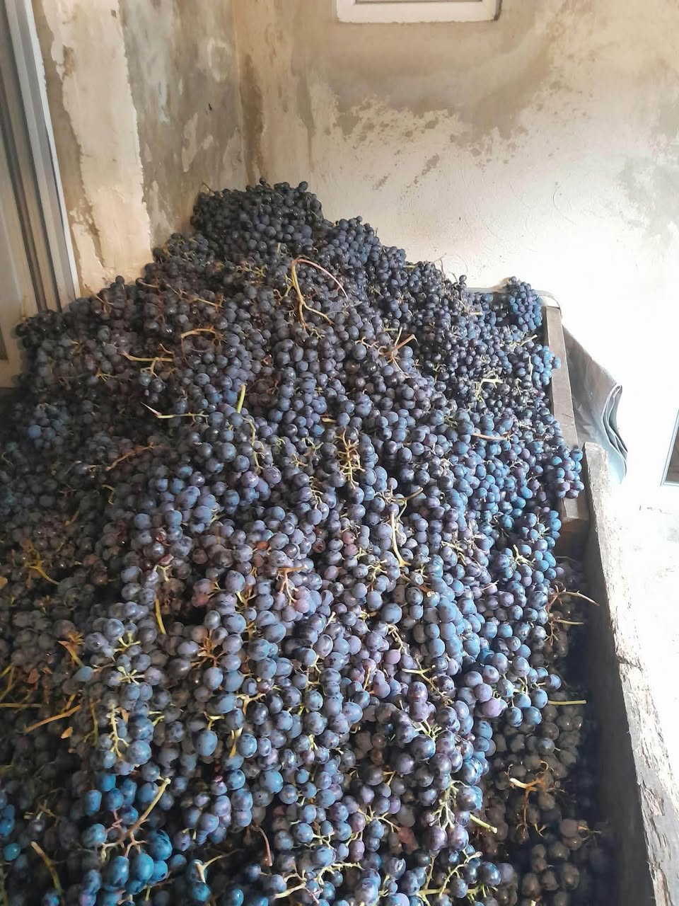 For sale in Ozurgeti and Aladasturi, today's harvest — 1.5₾