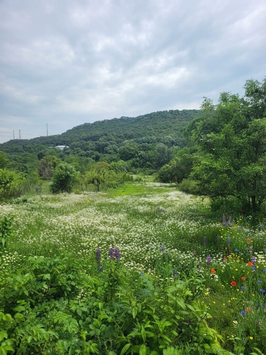 Ucarma'da 1,000 m2'lik villa yapın! 🏡