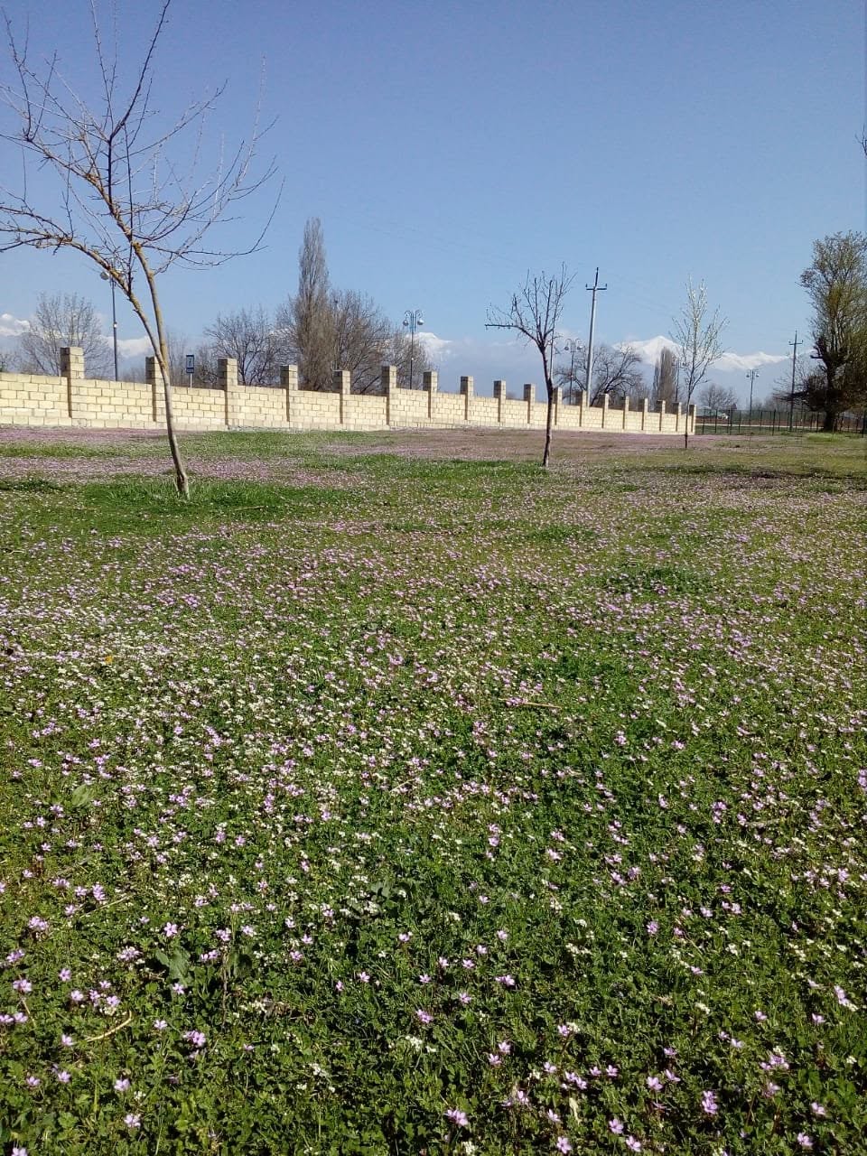 Torpaq sahəsi 25 və ya 12 sot