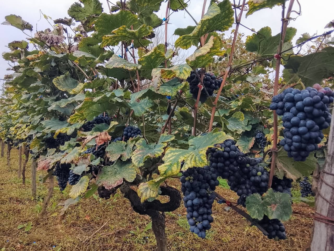 Grapes are sold in the village of Second Sviri Aladastur