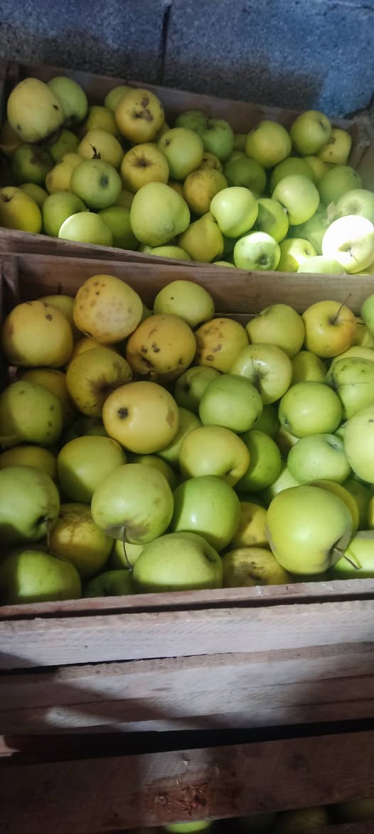 Վաճառվում է խնձոր, Գոլդեն 0.50 սպիտակ, լավագույն որակ 0.70 — 0.5₾