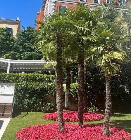 Trachycarpus fortunei – Marao palmiye – 250₾