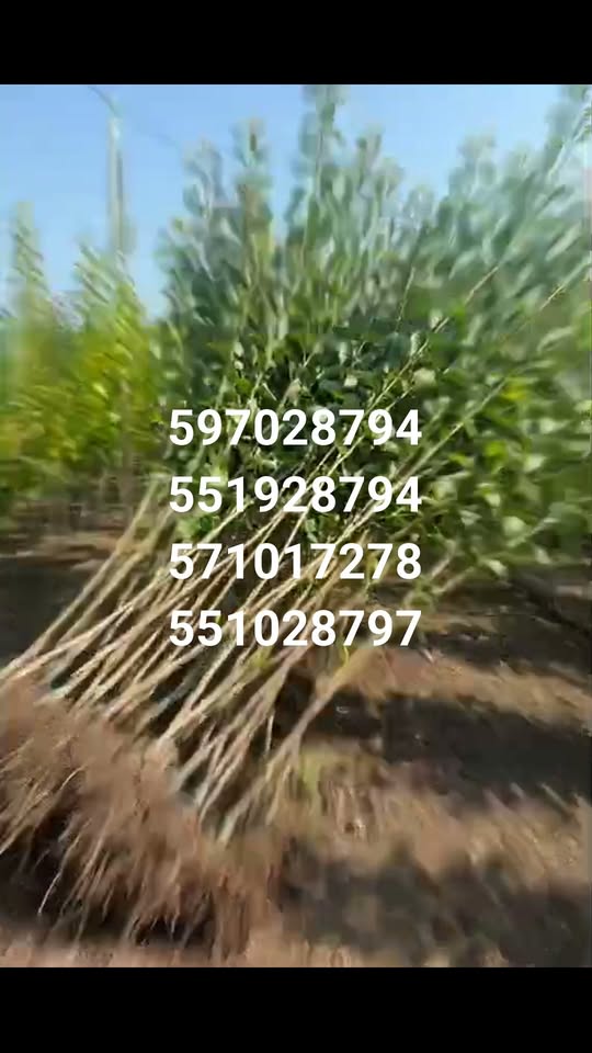 🌳🌱 ვარკეთილის მეურნეობაში იყიდება — ხეხილისა