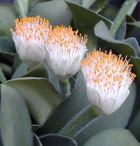 Garden seedlings with gifts